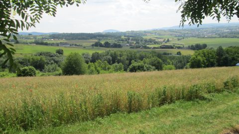 Sędziszowa początkiem lata